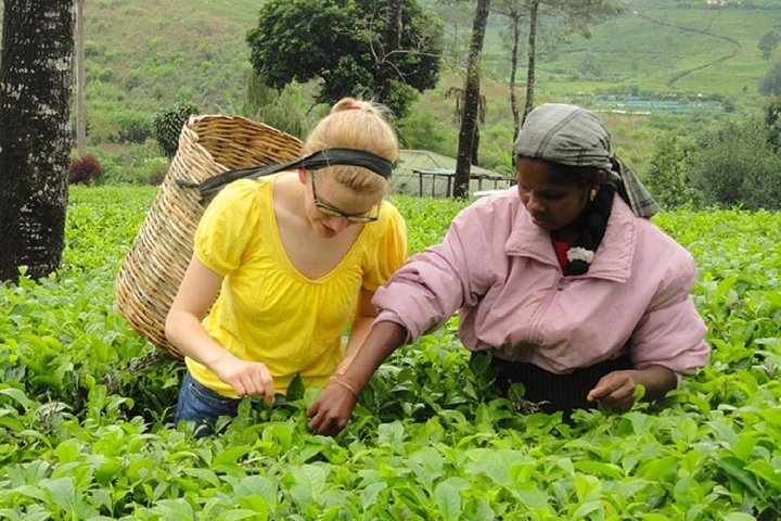 Tea Tasting in Nuwara Eliya - Photo 1 of 3